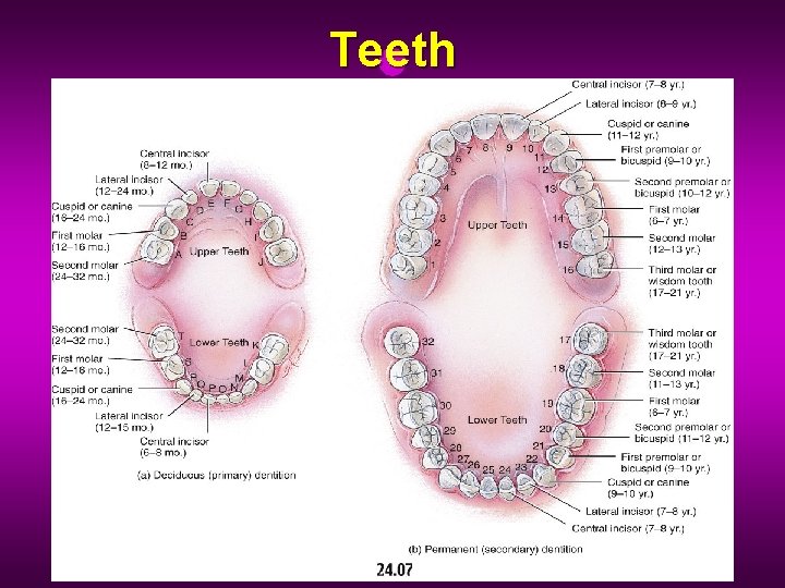 Teeth 