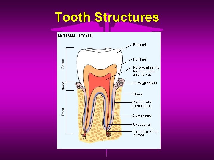 Tooth Structures 