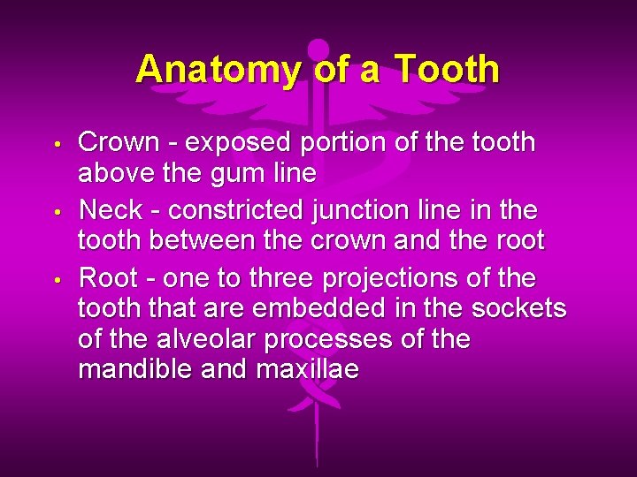 Anatomy of a Tooth • • • Crown - exposed portion of the tooth
