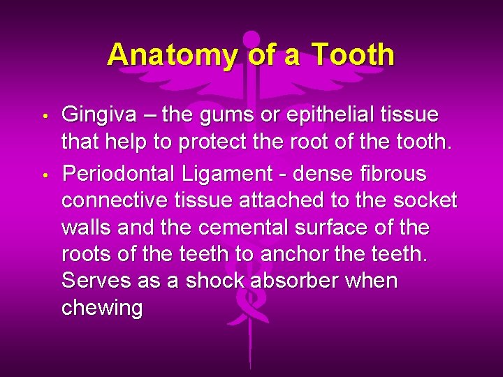 Anatomy of a Tooth • • Gingiva – the gums or epithelial tissue that