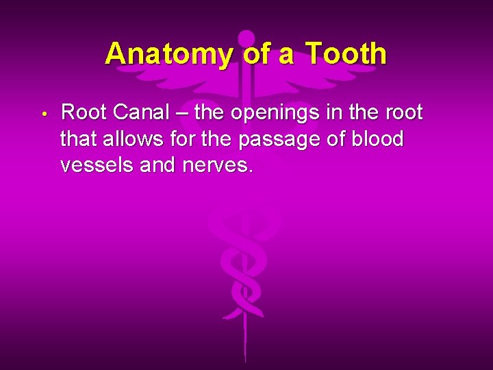 Anatomy of a Tooth • Root Canal – the openings in the root that