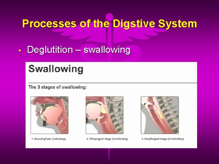 Processes of the Digstive System • Deglutition – swallowing 