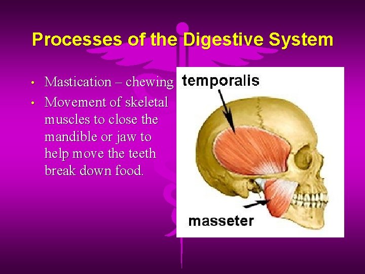 Processes of the Digestive System • • Mastication – chewing Movement of skeletal muscles