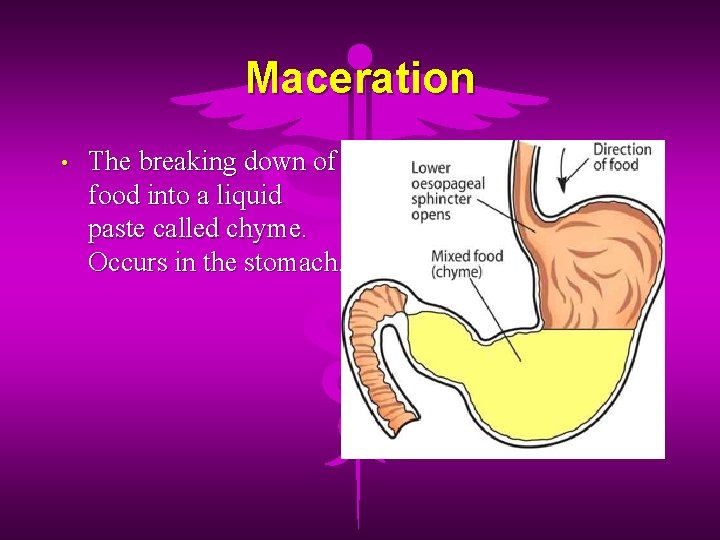 Maceration • The breaking down of food into a liquid paste called chyme. Occurs