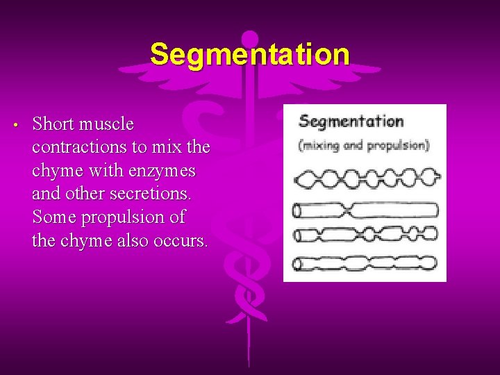 Segmentation • Short muscle contractions to mix the chyme with enzymes and other secretions.