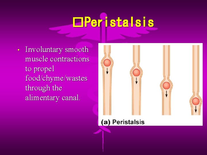 �Peristalsis • Involuntary smooth muscle contractions to propel food/chyme/wastes through the alimentary canal. 