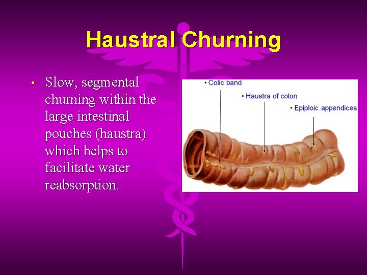 Haustral Churning • Slow, segmental churning within the large intestinal pouches (haustra) which helps