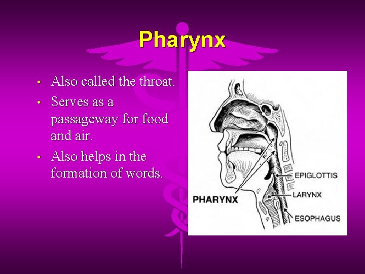 Pharynx • • • Also called the throat. Serves as a passageway for food