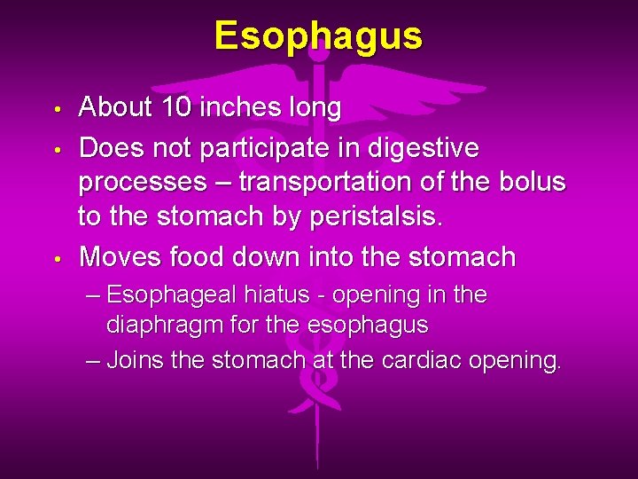 Esophagus • • • About 10 inches long Does not participate in digestive processes