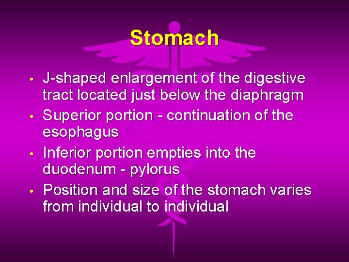 Stomach • • J-shaped enlargement of the digestive tract located just below the diaphragm