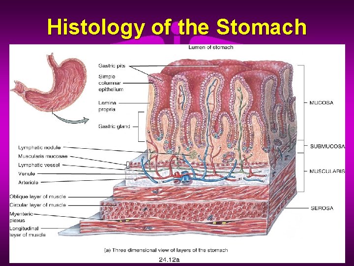 Histology of the Stomach 