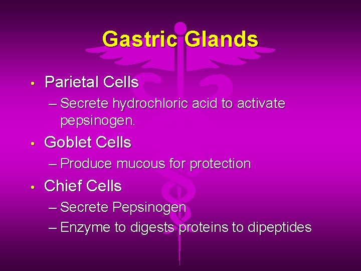 Gastric Glands • Parietal Cells – Secrete hydrochloric acid to activate pepsinogen. • Goblet