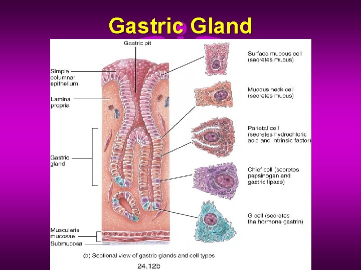 Gastric Gland 