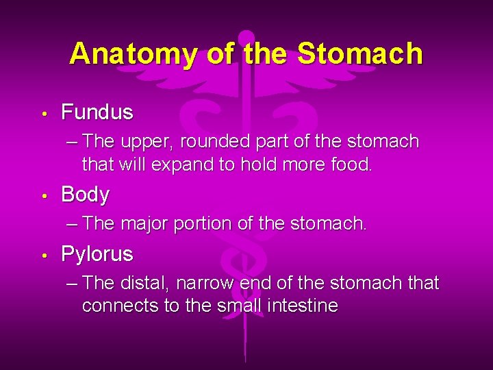 Anatomy of the Stomach • Fundus – The upper, rounded part of the stomach