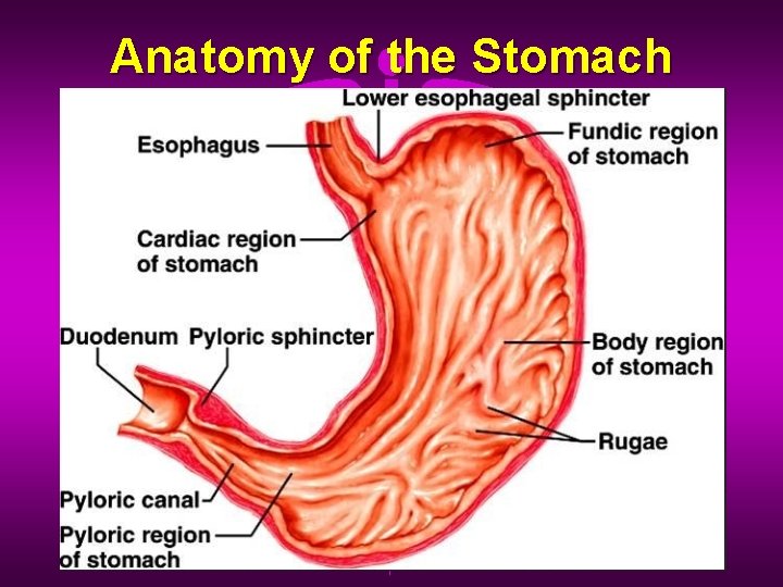 Anatomy of the Stomach 