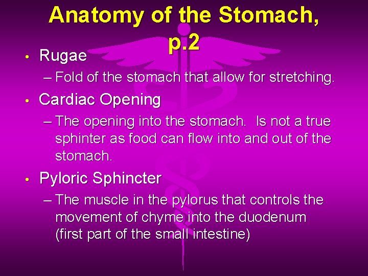  • Anatomy of the Stomach, p. 2 Rugae – Fold of the stomach