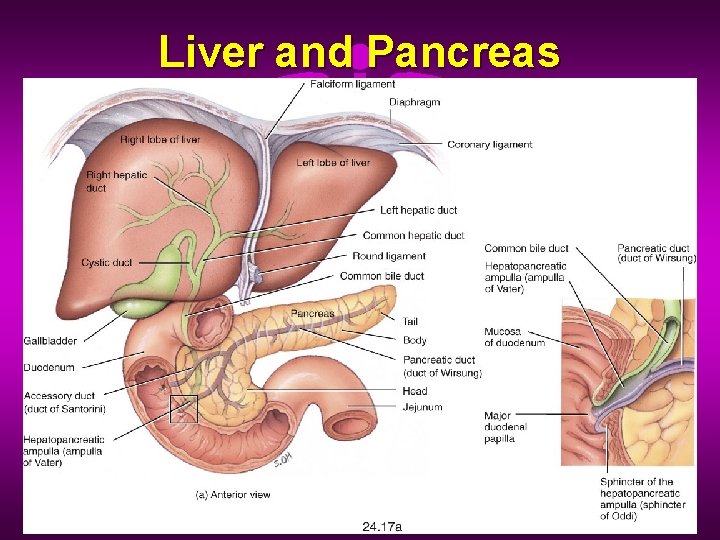 Liver and Pancreas 