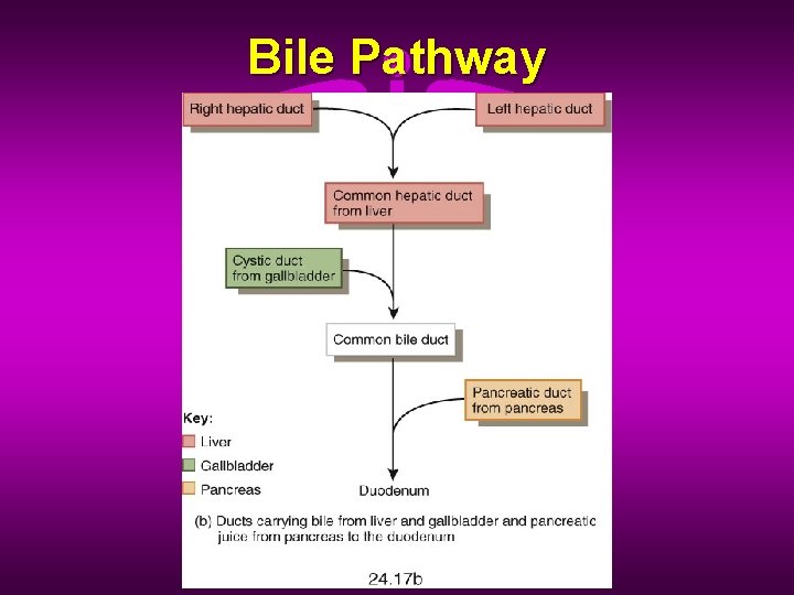 Bile Pathway 
