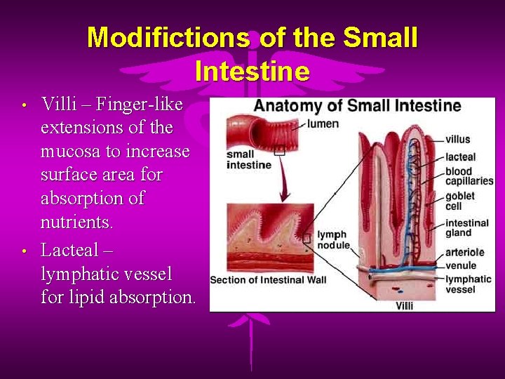 Modifictions of the Small Intestine • • Villi – Finger-like extensions of the mucosa