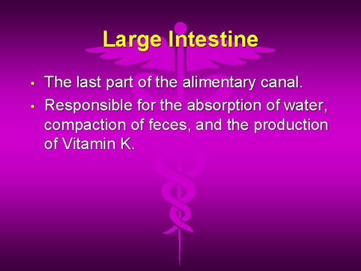 Large Intestine • • The last part of the alimentary canal. Responsible for the