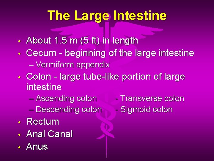 The Large Intestine • • About 1. 5 m (5 ft) in length Cecum