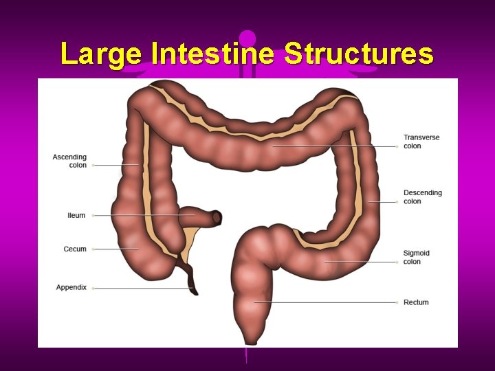 Large Intestine Structures 