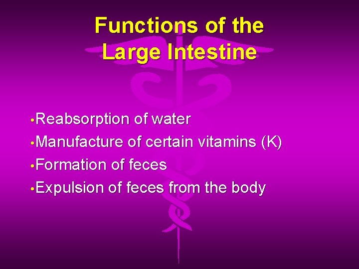 Functions of the Large Intestine • Reabsorption of water • Manufacture of certain vitamins
