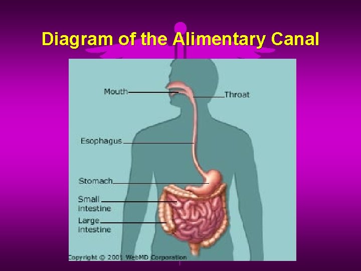 Diagram of the Alimentary Canal 