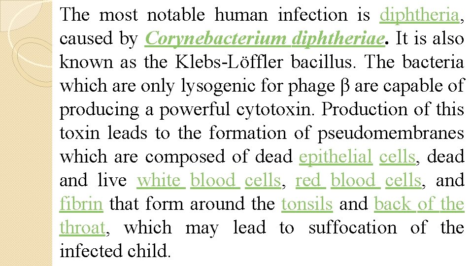 The most notable human infection is diphtheria, caused by Corynebacterium diphtheriae. It is also