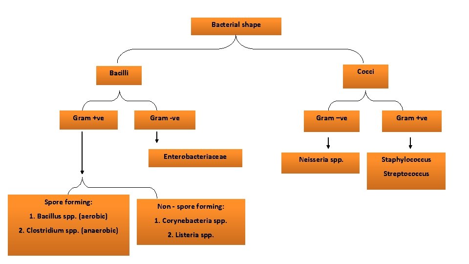 Bacterial shape Cocci Bacilli Gram +ve Gram -ve Enterobacteriaceae Gram –ve Neisseria spp. Gram