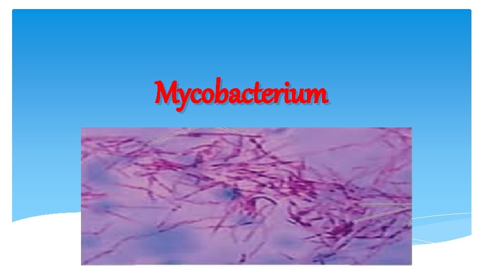 Mycobacterium 