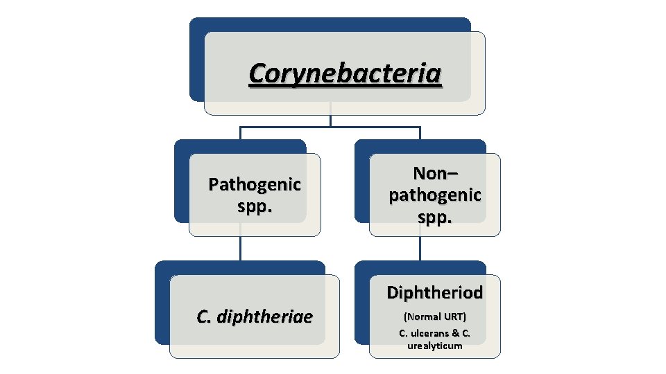 Corynebacteria Pathogenic spp. C. diphtheriae Non– pathogenic spp. Diphtheriod (Normal URT) C. ulcerans &