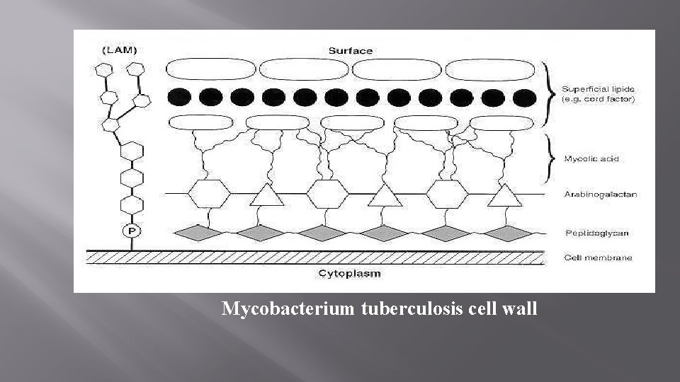 Mycobacterium tuberculosis cell wall 