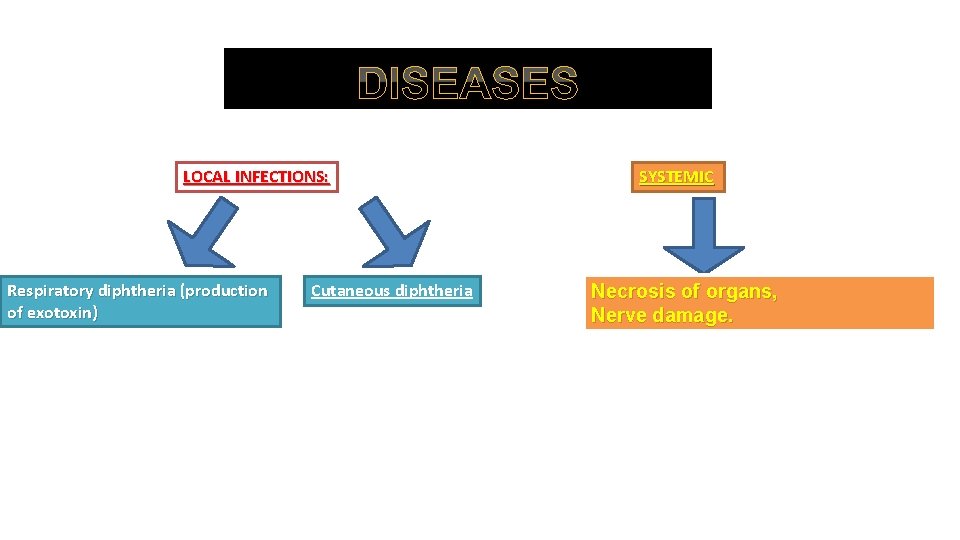 DISEASES LOCAL INFECTIONS: Respiratory diphtheria (production of exotoxin) Cutaneous diphtheria SYSTEMIC Necrosis of organs,