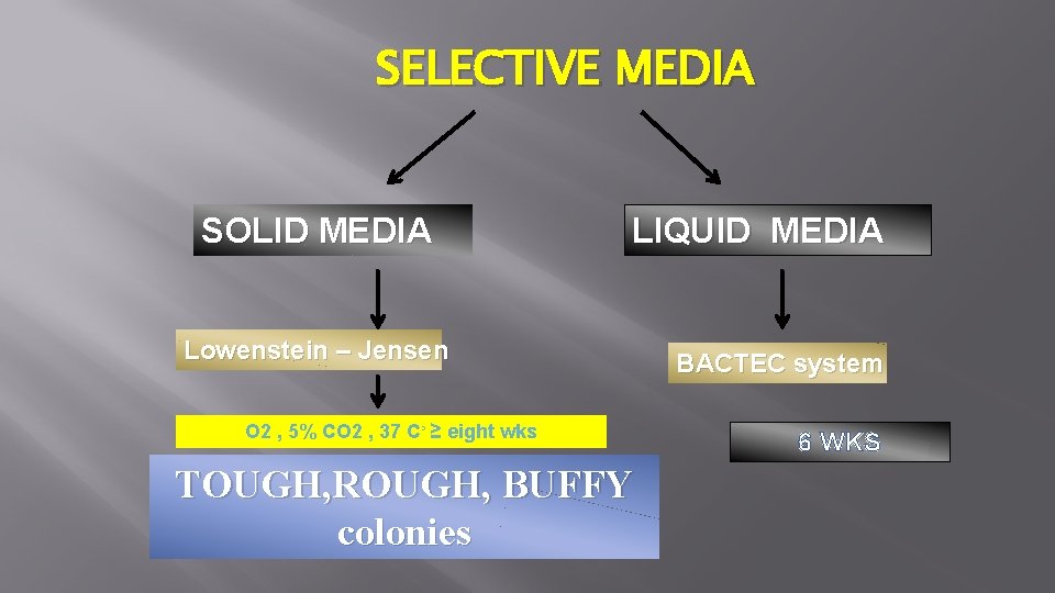 SELECTIVE MEDIA SOLID MEDIA LIQUID MEDIA Lowenstein – Jensen O 2 , 5% CO