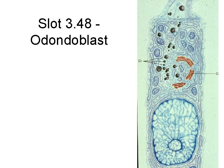 Slot 3. 48 Odondoblast 
