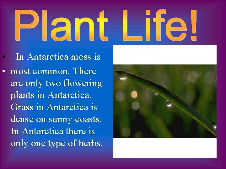  • In Antarctica moss is • most common. There are only two flowering