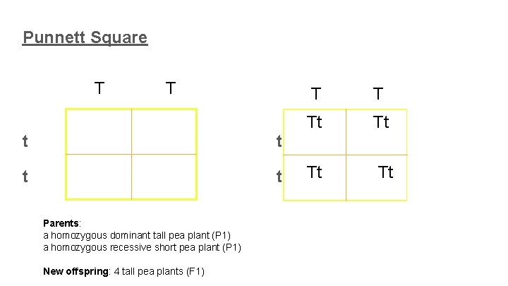Punnett Square T T T t Tt t Tt Parents: a homozygous dominant tall