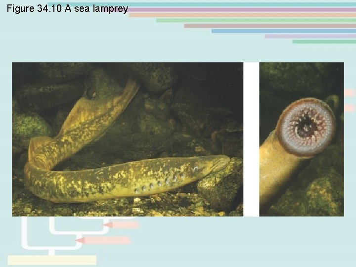 Figure 34. 10 A sea lamprey Figure 34. 10 A sea lamprey