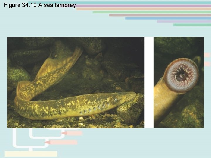 Figure 34. 10 A sea lamprey 