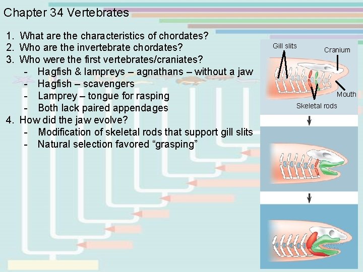 Chapter 34 Vertebrates 1. What are the characteristics of chordates? 2. Who are the