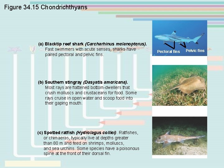 Figure 34. 15 Chondrichthyans (a) Blacktip reef shark (Carcharhinus melanopterus). Fast swimmers with acute Figure 34. 15 Chondrichthyans (a) Blacktip reef shark (Carcharhinus melanopterus). Fast swimmers with acute