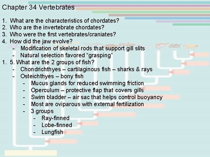 Chapter 34 Vertebrates 1. What are the characteristics of chordates? 2. Who are the