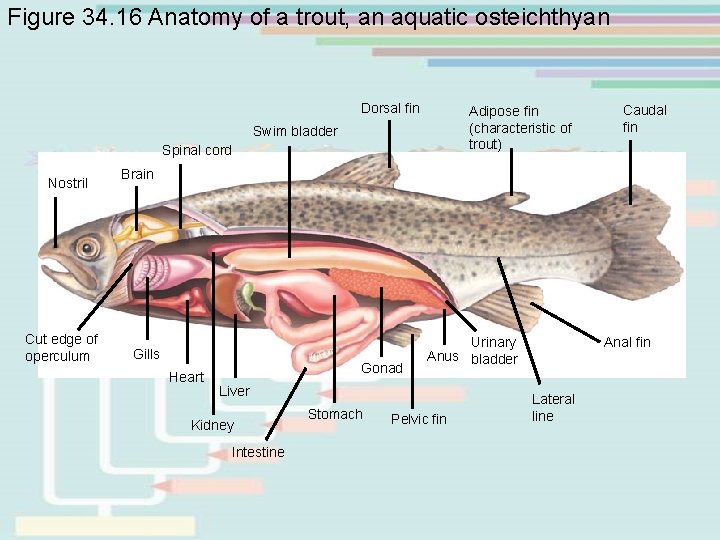 Figure 34. 16 Anatomy of a trout, an aquatic osteichthyan Dorsal fin Adipose fin Figure 34. 16 Anatomy of a trout, an aquatic osteichthyan Dorsal fin Adipose fin