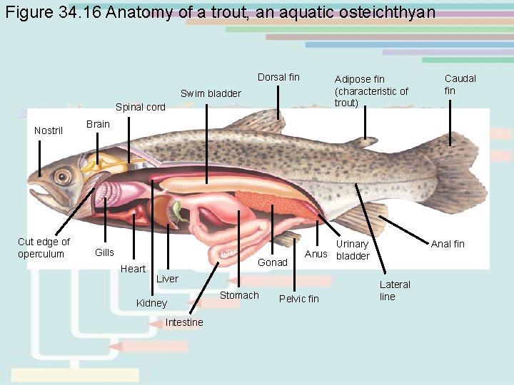 Figure 34. 16 Anatomy of a trout, an aquatic osteichthyan Dorsal fin Adipose fin