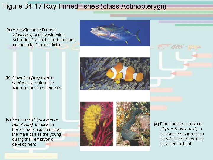 Figure 34. 17 Ray-finned fishes (class Actinopterygii) (a) Yellowfin tuna (Thunnus albacares), a fast-swimming, Figure 34. 17 Ray-finned fishes (class Actinopterygii) (a) Yellowfin tuna (Thunnus albacares), a fast-swimming,