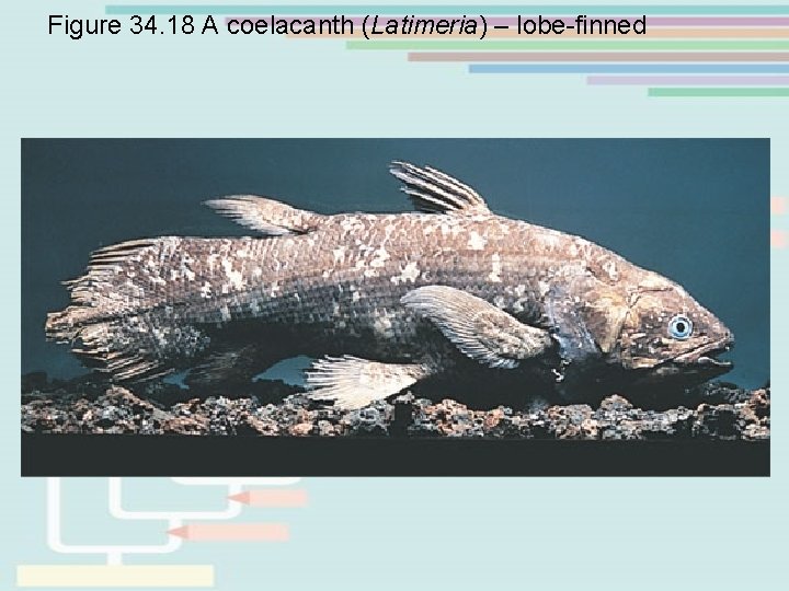 Figure 34. 18 A coelacanth (Latimeria) – lobe-finned 