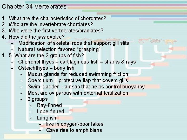 Chapter 34 Vertebrates 1. What are the characteristics of chordates? 2. Who are the Chapter 34 Vertebrates 1. What are the characteristics of chordates? 2. Who are the