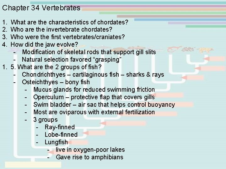 Chapter 34 Vertebrates 1. What are the characteristics of chordates? 2. Who are the