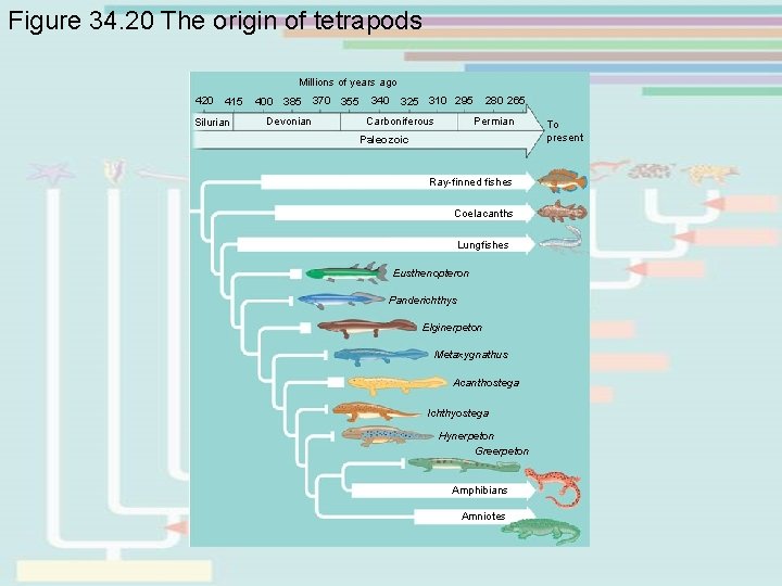 Figure 34. 20 The origin of tetrapods Millions of years ago 420 415 Silurian Figure 34. 20 The origin of tetrapods Millions of years ago 420 415 Silurian
